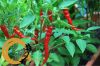 Cayenne Blend Organic Pepper