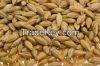 High Quality Barley Gr...