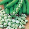 High  quality  Fava Be...