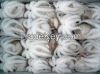 frozen baby octopus wh...