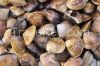 High  quaity  Shell Fish 