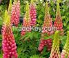 High  quality  Lupinus...