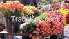 High quality  Fresh cu...