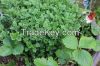 High  quality   herbs ...