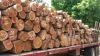 Teak wood(Tectona Gran...