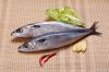 Pacific mackerel whole round supply