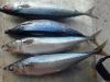 Pacific mackerel whole round supply