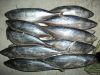 striped bonito  frozen tuna fish whole round