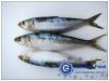 Frozen Sardine(Sardine...