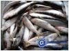 Frozen Sardine(Sardine...