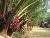 Crude Palm Oil