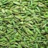 Fennel Seeds