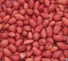 Groundnut Kernels