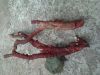 red coral raw material