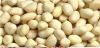 Blanched Peanut Kernels