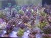 Aquacultured Corals fo...