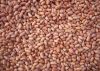 Peanut kernel
