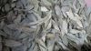 Bay Leaf (Laurus nobil...