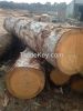 North American Hardwood and Softwood Logs and Lumber