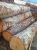 North American Hardwood and Softwood Logs and Lumber