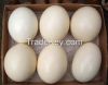 Ostrich Chicks And Fertile Ostrich Eggs For Sale