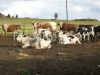 Boer Goats, Sheep, Cattle, Lambs, Pigs, Piglets, and Horses Ready For Sale