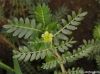 Tribulus Terrestris Ex...