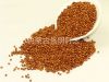 Glutinous sorghum