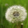 dandelion extract