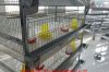 pullets cage for farm