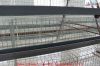 pullets cage for farm