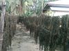 DRIED SARGASSUM SEAWEED