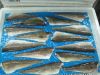 Haddock, Cod, Hake