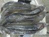 Clarias Fuscus(Parasil...