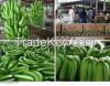 Fresh Class A Green Ca...