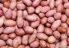 peanuts kernel red skin