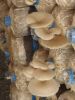 Oyster Mushrooms