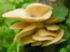 Oyster Mushrooms