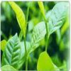 Tea polyphenols  Green...