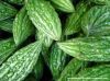 Fresh vegetable