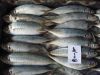 Fresh Frozen Horse Mackerel Fish/whole round big eye scad