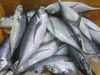 Fresh Frozen Horse Mackerel Fish/whole round big eye scad