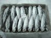 Fresh Frozen Horse Mackerel Fish/whole round big eye scad