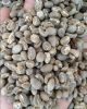 Green Bean Arabica Man...