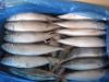 pacific mackerel (scom...