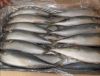 pacific mackerel (scom...