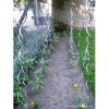 Tomato stake