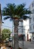 artificial  date palm  tree