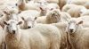 Export Live Sheep and ...