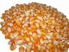 best quality yellow corn 